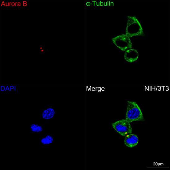 Immunocytochemistry/ Immunofluorescence: Aurora B Antibody (3C4V8) [Aurora B] - Confocal imaging of NIH/3T3 cells using Aurora B Rabbit mAb  followed by a further incubation with Cy3 Goat Anti-Rabbit IgG (H+L)  . The cells were counterstained with alpha-Tubulin Mouse mAb  followed by incubation with ABflo 488-conjugated Goat Anti-Mouse IgG (H+L) Ab  (Green). DAPI was used for nuclear staining (Blue). Objective: 100x.