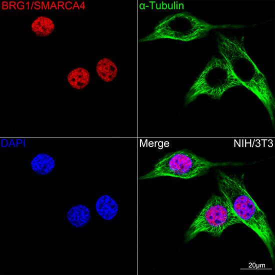 Immunocytochemistry/ Immunofluorescence: Brg1 Antibody (4N9C4) [Brg1] - Confocal imaging of NIH-3T3 cells using Brg1 Rabbit mAb . The cells were counterstained with alpha-Tubulin Mouse mAb  (Green). DAPI was used for nuclear staining (blue). Objective: 100x.