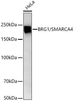 Western Blot: Brg1 Antibody (4N9C4) [Brg1] - Western blot analysis of lysates from HeLa cells using Brg1 Rabbit mAb  at 1:1000 dilution incubated overnight at 4C.Secondary antibody: HRP-conjugated Goat anti-Rabbit IgG (H+L)  at 1:10000 dilution.Lysates/proteins: 25 ug per lane.Blocking buffer: 3% nonfat dry milk in TBST.Detection: ECL Basic Kit .Exposure time: 10s.