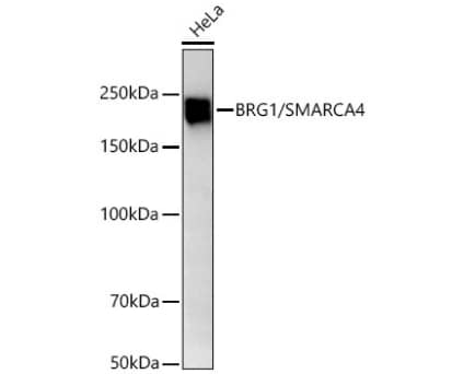 Western Blot: Brg1 Antibody (4N9C4) [NBP3-15773] - Analysis of lysates from HeLa cells using BRG1/SMARCA4 Rabbit mAb at 1:1000 dilution incubated overnight at 4℃.Secondary antibody: HRP-conjugated Goat anti-Rabbit IgG (H+L) at 1:10000 dilution.Lysates/proteins: 25 μg per lane.Blocking buffer: 3% nonfat dry milk in TBST.Detection: ECL Basic Kit.Exposure time: 10s.