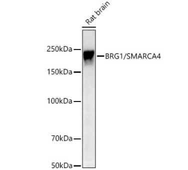 Western Blot: Brg1 Antibody (4N9C4) [NBP3-15773] - Analysis of lysates from Rat brain using BRG1/SMARCA4 Rabbit mAb at 1:1000 dilution incubated overnight at 4℃.Secondary antibody: HRP-conjugated Goat anti-Rabbit IgG (H+L) at 1:10000 dilution.Lysates/proteins: 25 μg per lane.Blocking buffer: 3% nonfat dry milk in TBST.Detection: ECL Basic Kit.Exposure time: 45s.