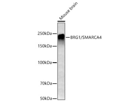 Western Blot: Brg1 Antibody (4N9C4) [NBP3-15773] - Analysis of lysates from Mouse brain using BRG1/SMARCA4 Rabbit mAb at 1:1000 dilution incubated overnight at 4℃.Secondary antibody: HRP-conjugated Goat anti-Rabbit IgG (H+L) at 1:10000 dilution.Lysates/proteins: 25 μg per lane.Blocking buffer: 3% nonfat dry milk in TBST.Detection: ECL Basic Kit. Exposure time: 90s.