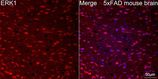 Immunocytochemistry/ Immunofluorescence: ERK1 Antibody (0B0C1) [ERK1] - Confocal imaging of paraffin-embedded 5xFAD mouse brain tissue using [KD Validated] ERK1 Rabbit mAb  followed by a further incubation with Cy3 Goat Anti-Rabbit IgG (H+L)  . DAPI was used for nuclear staining (Blue). Objective: 40x. Perform microwave antigen retrieval with 0.01 M citrate buffer (pH 6.0) prior to IF staining.