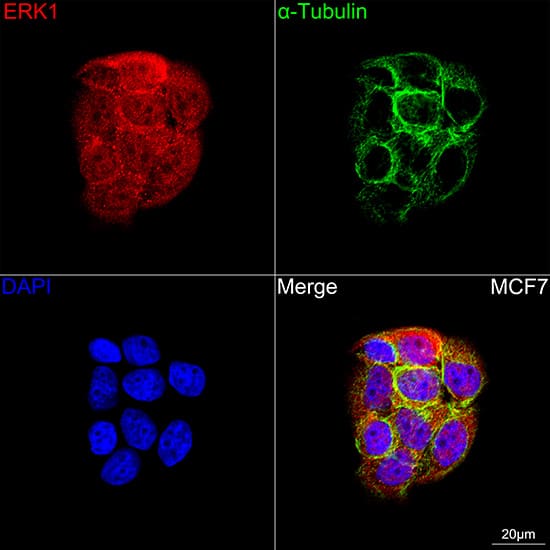 Immunocytochemistry/ Immunofluorescence: ERK1 Antibody (0B0C1) [ERK1] - Confocal imaging of MCF7 cells using [KD Validated] ERK1 Rabbit mAb  followed by a further incubation with Cy3 Goat Anti-Rabbit IgG (H+L)  . The cells were counterstained with alpha-Tubulin Mouse mAb  followed by incubation with ABflo 488-conjugated Goat Anti-Mouse IgG (H+L) Ab  (Green). DAPI was used for nuclear staining (Blue). Objective: 100x.