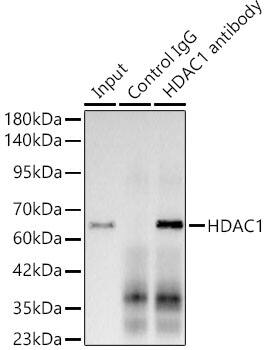 Immunoprecipitation: HDAC1 Antibody (2L6O7) [HDAC1] - Immunoprecipitation analysis of 300ug extracts of 293T cells using 0.5ug HDAC1 antibody . Western blot was performed from the immunoprecipitate using HDAC1 antibody  at a dilition of 1:1000.