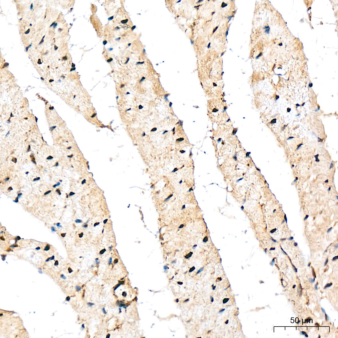 Immunohistochemistry: COP9 Antibody (7V1L8) [COP9] - Immunohistochemistry analysis of paraffin-embedded Rat heart tissue using COP9 Rabbit mAb  at a dilution of 1:200 (40x lens). High pressure antigen retrieval was performed with 0.01 M citrate buffer (pH 6.0) prior to IHC staining.