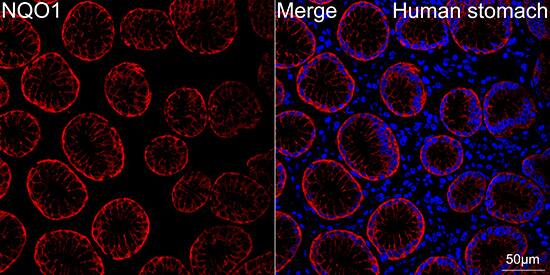 Immunocytochemistry/ Immunofluorescence: NQO-1 Antibody (9M3H10) [NQO-1] - Confocal imaging of paraffin-embedded Human stomach tissue using [KD Validated] NQO-1 Rabbit mAb  followed by a further incubation with Cy3 Goat Anti-Rabbit IgG (H+L)  . DAPI was used for nuclear staining (Blue). High pressure antigen retrieval performed with 0.01M Citrate Buffer (pH 6.0) prior to IF staining. Objective: 40x.