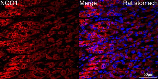 Immunocytochemistry/ Immunofluorescence: NQO-1 Antibody (9M3H10) [NQO-1] - Confocal imaging of paraffin-embedded Rat stomach tissue using [KD Validated] NQO-1 Rabbit mAb  followed by a further incubation with Cy3 Goat Anti-Rabbit IgG (H+L)  . DAPI was used for nuclear staining (Blue). High pressure antigen retrieval performed with 0.01M Citrate Buffer (pH 6.0) prior to IF staining. Objective: 40x.