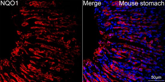 Immunocytochemistry/ Immunofluorescence: NQO-1 Antibody (9M3H10) [NQO-1] - Confocal imaging of paraffin-embedded Mouse stomach tissue using [KD Validated] NQO-1 Rabbit mAb  followed by a further incubation with Cy3 Goat Anti-Rabbit IgG (H+L)  . DAPI was used for nuclear staining (Blue). High pressure antigen retrieval performed with 0.01M Citrate Buffer (pH 6.0) prior to IF staining. Objective: 40x.