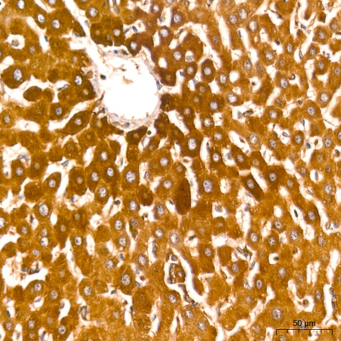 Immunohistochemistry: ATG3/APG3 Antibody (5D2W0) [ATG3/APG3] - Immunohistochemistry analysis of paraffin-embedded Rat liver tissue using ATG3/APG3 Rabbit mAb  at a dilution of 1:200 (40x lens). High pressure antigen retrieval performed with 0.01M Tris-EDTA Buffer (pH 9.0) prior to IHC staining.