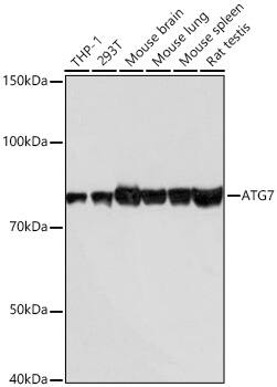 Western Blot: ATG7 Antibody (3X1W4) [ATG7] - Western blot analysis of various lysates using [KD Validated] ATG7 Rabbit mAb  at 1:1000 dilution incubated overnight at 4C.Secondary antibody: HRP-conjugated Goat anti-Rabbit IgG (H+L)  at 1:10000 dilution.Lysates/proteins: 25ug per lane.Blocking buffer: 3% nonfat dry milk in TBST.Detection: ECL Basic Kit .Exposure time: 10s.