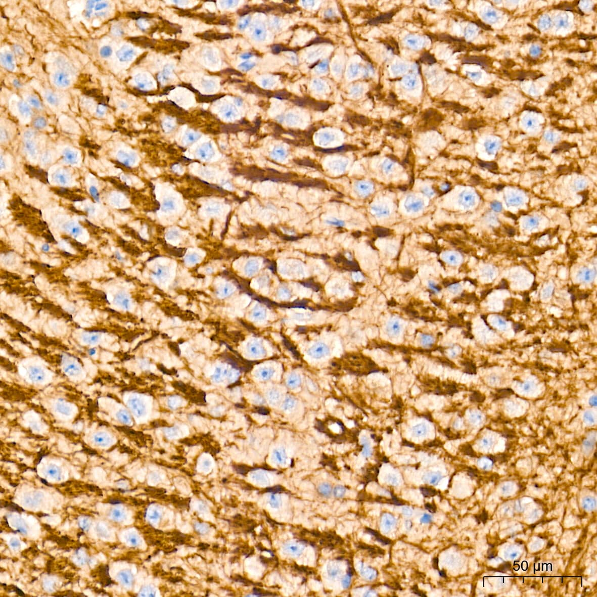 Immunohistochemistry: ATG7 Antibody (3X1W4) [ATG7] - Immunohistochemistry analysis of paraffin-embedded Mouse brain tissue using [KD Validated] ATG7 Rabbit mAb  at a dilution of 1:500 (40x lens). High pressure antigen retrieval performed with 0.01M Tris-EDTA Buffer (pH 9.0) prior to IHC staining.