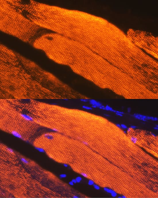 Immunocytochemistry/ Immunofluorescence: Calsequestrin 1 Antibody (5P6U2) [NBP3-15831] - Immunofluorescence analysis of Mouse skeletal muscle using Calsequestrin 1 antibody  at dilution of 1:100. Blue: DAPI for nuclear staining.