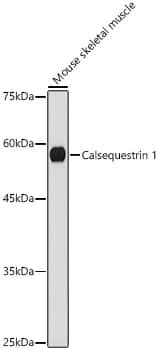 Western Blot Calsequestrin 1 Antibody (5P6U2)