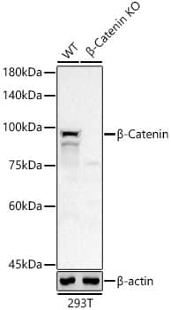 <b>Genetic Strategies Validation. </b>Western Blot: beta-Catenin Antibody (6A3P2) [beta-Catenin] - Western blot analysis of lysates from wild type(WT) and beta-Catenin knockout (KO) 293T(KO) cells, using [KO Validated] beta-Catenin Rabbit mAb  at 1:1000 dilution.Secondary antibody: HRP-conjugated Goat anti-Rabbit IgG (H+L)  at 1:10000 dilution.Lysates/proteins: 25ug per lane.Blocking buffer: 3% nonfat dry milk in TBST.Detection: ECL Basic Kit .Exposure time: 30s.