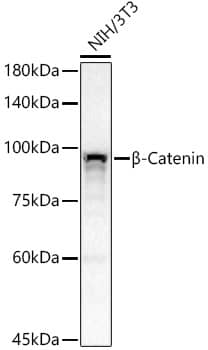 Western Blot: beta-Catenin Antibody (6A3P2) [beta-Catenin] - Western blot analysis of lysates from NIH/3T3 cells, using [KO Validated] beta-Catenin Rabbit mAb  at 1:1000 dilution.Lysates/proteins: 25ug per lane.Blocking buffer: 3% nonfat dry milk in TBST.Detection: ECL Basic Kit .Exposure time: 30s.