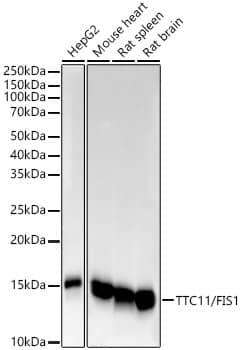 Western Blot: TTC11 Antibody (6S1G4) [TTC11] - Western blot analysis of various lysates, using [KO Validated] TTC11 Rabbit mAb  at  1:1000 dilution incubated overnight at 4C.Secondary antibody: HRP-conjugated Goat anti-Rabbit IgG (H+L)  at 1:10000 dilution.Lysates/proteins: 25ug per lane.Blocking buffer: 3% nonfat dry milk in TBST.Detection: ECL Basic Kit .Exposure time: 10s.