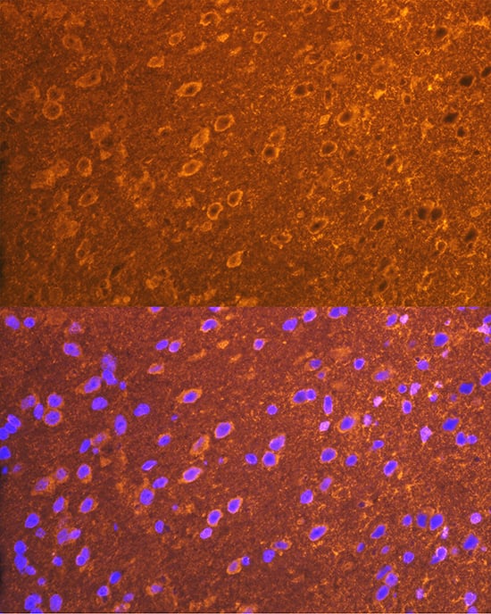 Immunocytochemistry/ Immunofluorescence: PSD93 Antibody (0G4O6) [NBP3-15849] - Immunofluorescence analysis of mouse brain cells using PSD93 Rabbit mAb  at dilution of 1:100 (40x lens). Blue: DAPI for nuclear staining.