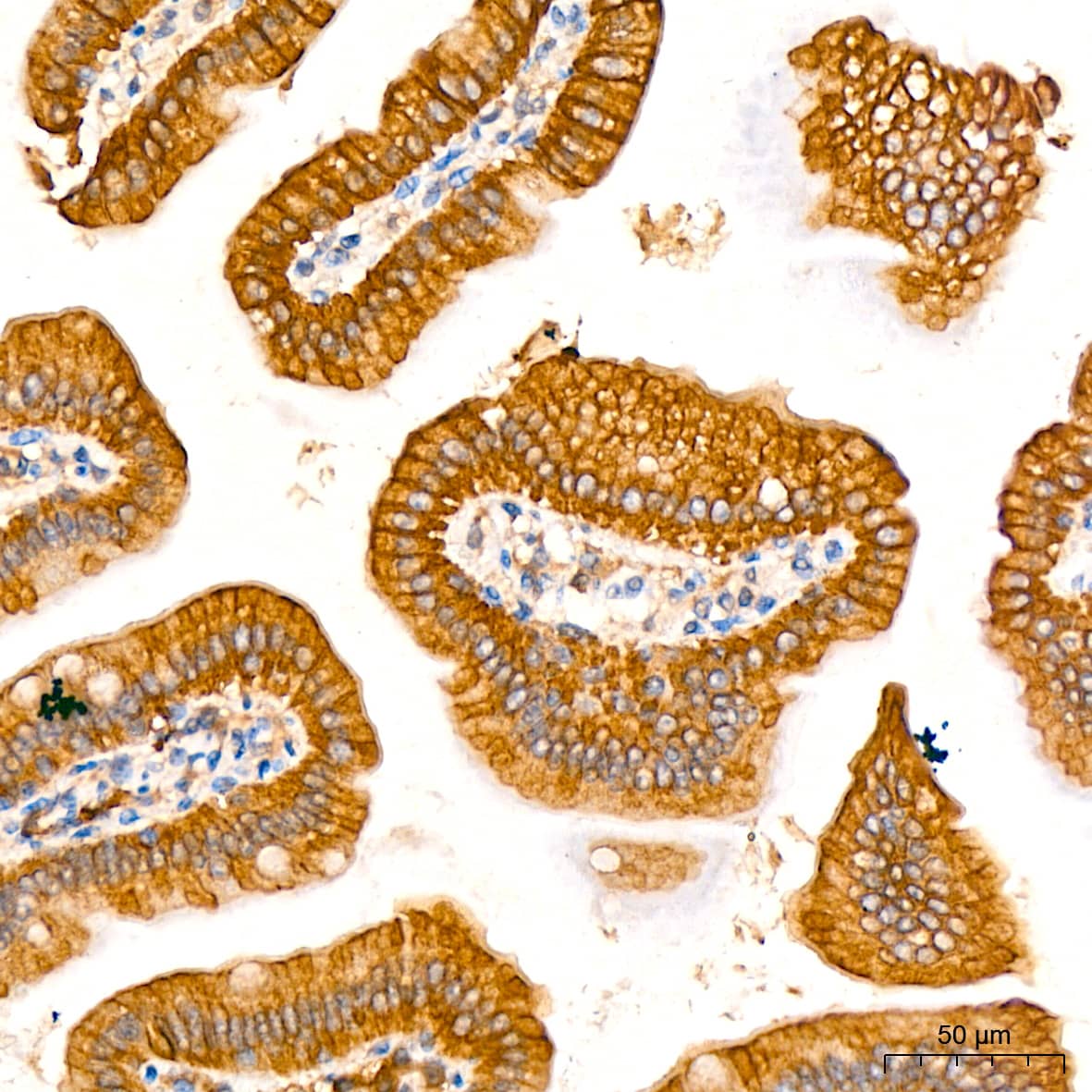 Immunohistochemistry: ATG5 Antibody (8L7X6) [ATG5] - Immunohistochemistry analysis of paraffin-embedded Mouse colon tissue using [KO Validated] ATG5 Rabbit mAb  at a dilution of 1:200 (40x lens). High pressure antigen retrieval performed with 0.01M Citrate Buffer (pH 6.0) prior to IHC staining.