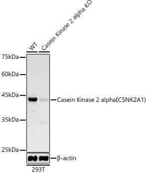 <b>Genetic Strategies Validation. </b>Western Blot: Casein Kinase 2 alpha Antibody (2P3M7) [NBP3-15858] - Western blot analysis of extracts from wild type(WT) and Casein Kinase 2 alpha knockdown (KD) 293T cells, using Casein Kinase 2 alpha antibody  at  1:1000 dilution.Secondary antibody: HRP Goat Anti-Rabbit IgG (H+L)  at 1:10000 dilution.Lysates/proteins: 25ug per lane.Blocking buffer: 3% nonfat dry milk in TBST.Detection: ECL Basic Kit .Exposure time: 30s.