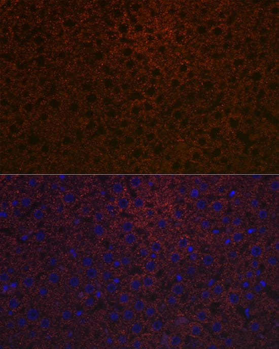 Immunocytochemistry/ Immunofluorescence: Ceruloplasmin Antibody (6C3K9) [Ceruloplasmin] - Immunofluorescence analysis of paraffin-embedded rat liver using Ceruloplasmin Rabbit mAb  at dilution of 1:100 (40x lens). Secondary antibody: Cy3-conjugated Goat anti-Rabbit IgG (H+L)  at 1:500 dilution. Blue: DAPI for nuclear staining.