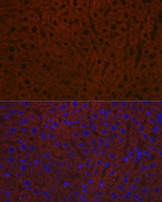 Immunocytochemistry/ Immunofluorescence: Ceruloplasmin Antibody (6C3K9) [Ceruloplasmin] - Immunofluorescence analysis of paraffin-embedded mouse liver using Ceruloplasmin Rabbit mAb  at dilution of 1:100 (40x lens). Secondary antibody: Cy3-conjugated Goat anti-Rabbit IgG (H+L)  at 1:500 dilution. Blue: DAPI for nuclear staining.