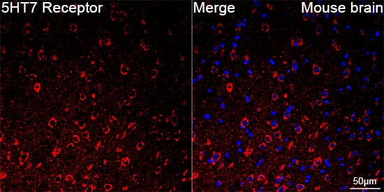 Immunocytochemistry/ Immunofluorescence: 5-HT7 Antibody (4E6D2) [5-HT7] - Confocal imaging of paraffin-embedded Mouse brain  using 5-HT7 Rabbit mAb   followed by a further incubation with Cy3 Goat Anti-Rabbit IgG (H+L) .DAPI was used for nuclear staining (Blue). Objective: 40x. Perform microwave antigen retrieval with 0.01 M citRate buffer (pH 6.0) prior to IF staining.