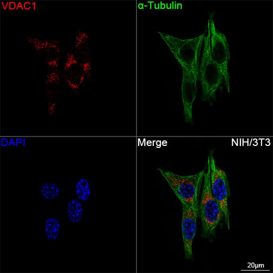 Immunocytochemistry/ Immunofluorescence: VDAC1 Antibody (6B1K1) [VDAC1] - Confocal imaging of NIH/3T3 cells using VDAC1 Rabbit mAb  followed by a further incubation with Cy3 Goat Anti-Rabbit IgG (H+L)  . The cells were counterstained with alpha-Tubulin Mouse mAb  followed by incubation with ABflo 488-conjugated Goat Anti-Mouse IgG (H+L) Ab  (Green). DAPI was used for nuclear staining (Blue). Objective: 100x.