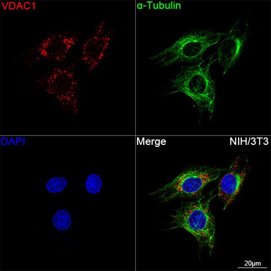 Immunocytochemistry/ Immunofluorescence: VDAC1 Antibody (6B1K1) [VDAC1] - Confocal imaging of C6 cells using VDAC1 Rabbit mAb  followed by a further incubation with Cy3 Goat Anti-Rabbit IgG (H+L)  . The cells were counterstained with alpha-Tubulin Mouse mAb  followed by incubation with ABflo 488-conjugated Goat Anti-Mouse IgG (H+L) Ab  (Green). DAPI was used for nuclear staining (Blue). Objective: 100x.