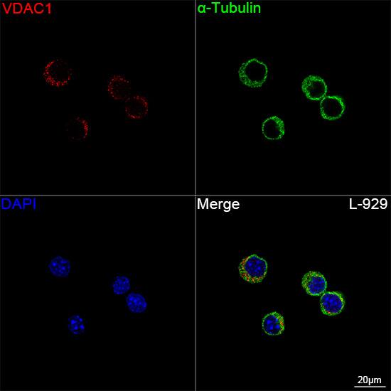 Immunocytochemistry/ Immunofluorescence: VDAC1 Antibody (6B1K1) [VDAC1] - Confocal imaging of L-929 cells using VDAC1 Rabbit mAb  followed by a further incubation with Cy3 Goat Anti-Rabbit IgG (H+L)  . The cells were counterstained with alpha-Tubulin Mouse mAb  followed by incubation with ABflo 488-conjugated Goat Anti-Mouse IgG (H+L) Ab  (Green). DAPI was used for nuclear staining (Blue). Objective: 100x.