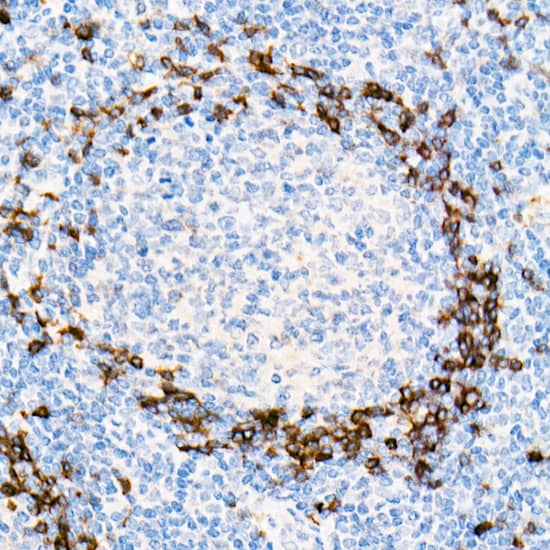 Immunohistochemistry: IGHD Antibody (5M8U3) [IGHD] - Immunohistochemistry analysis of paraffin-embedded Human tonsil using IGHD Rabbit mAb  at dilution of 1:100 (40x lens). High pressure antigen retrieval performed with 0.01M Tris/EDTA Buffer (pH 9.0) prior to IHC staining.