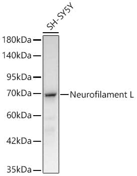 Western Blot: NF-L Antibody (3L9Y10) - Azide and BSA Free [NF-L] - Western blot analysis of lysates from SH-SY5Y cells using NF-L Rabbit mAb  at 1:100000 dilution.Secondary antibody: HRP-conjugated Goat anti-Rabbit IgG (H+L)  at 1:10000 dilution.Lysates/proteins: 25 ug per lane.Blocking buffer: 3% nonfat dry milk in TBST.Detection: ECL Basic Kit .Exposure time:30s.