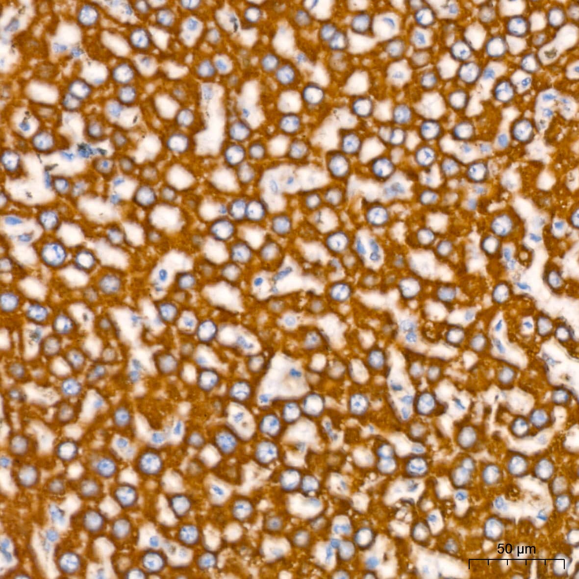 Immunohistochemistry: NDUFB8 Antibody (6T8G1) [NDUFB8] - Immunohistochemistry analysis of paraffin-embedded Rat liver using NDUFB8 Rabbit mAb  at dilution of 1:200 (40x lens). High pressure antigen retrieval performed with 0.01M Citrate Bufferr (pH 6.0) prior to IHC staining.