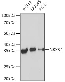 Western Blot: NKX3.1 Antibody (4X8T3) [NBP3-15883] - Western blot analysis of extracts of various cell lines, using NKX3.1 Rabbit mAb  at 1:1000 dilution.Secondary antibody: HRP Goat Anti-Rabbit IgG (H+L)  at 1:10000 dilution.Lysates/proteins: 25ug per lane.Blocking buffer: 3% nonfat dry milk in TBST.Detection: ECL Basic Kit .Exposure time: 30s.