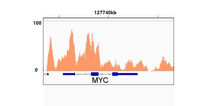 Chromatin Immunoprecipitation: Rad21 Antibody (9H0H6) [Rad21] - Chromatin immunoprecipitation was performed with 10.7 ug of cross-linked chromatin from A-549 cells using 5 ug of Rad21 Rabbit mAb . DNA libraries were prepared using Scale ssDNA-seq Lib Prep Kit for Illumina V2 . The ChIP sequencing results indicate the enrichment pattern of Rad21 in the representative genomic region surrounding MYC gene.