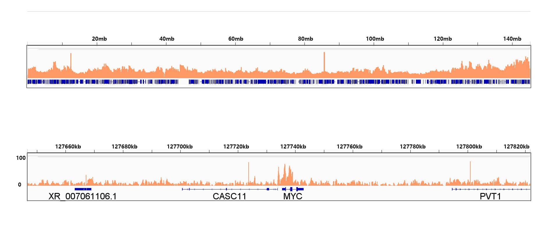 Chromatin Immunoprecipitation: Rad21 Antibody (9H0H6) [Rad21] - Chromatin immunoprecipitation was performed with 10.7 ug of cross-linked chromatin from A-549 cells using 5 ug of Rad21 Rabbit mAb . DNA libraries were prepared using Scale ssDNA-seq Lib Prep Kit for Illumina V2 . The ChIP sequencing results indicate the enrichment pattern of Rad21 across chromosome 8 (upper panel) and the genomic region encompassing MYC, a representative gene enriched in Rad21 (lower panel).