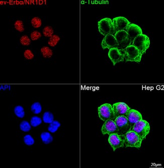 Immunocytochemistry/ Immunofluorescence Rev-erb A alpha/NR1D1 Antibody (9I2H1)