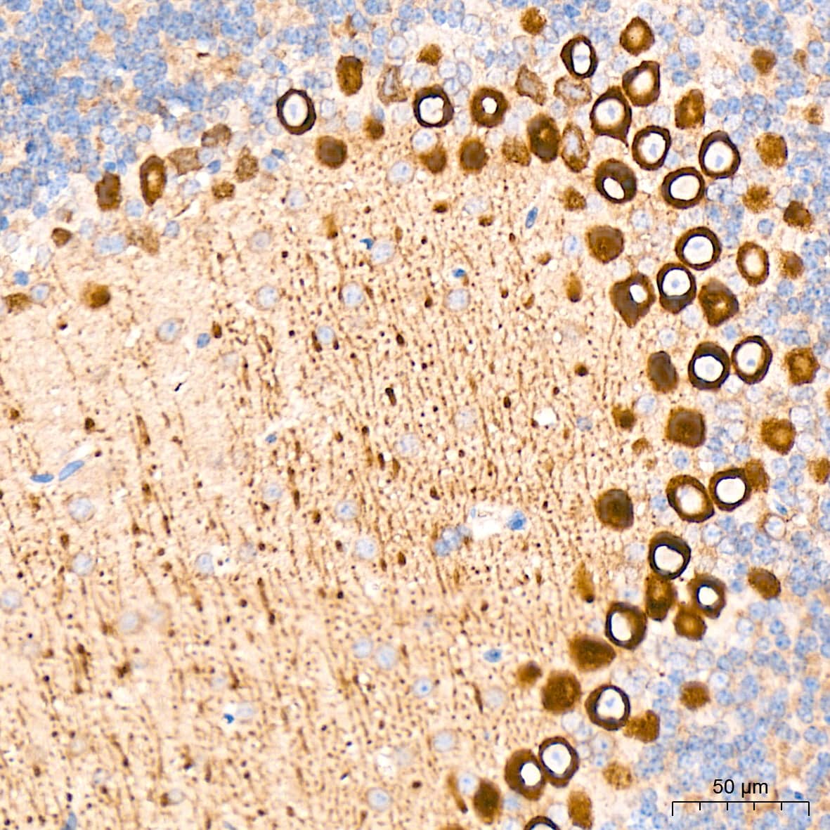 Immunohistochemistry: ERP29 Antibody (1J0D3) [NBP3-15906] - Immunohistochemistry analysis of ERP29 in paraffin-embedded mouse brain tissue using ERP29 Rabbit mAb  at a dilution of 1:1000 (40x lens). High pressure antigen retrieval was performed with 0.01 M citrate buffer (pH 6.0) prior to IHC staining.