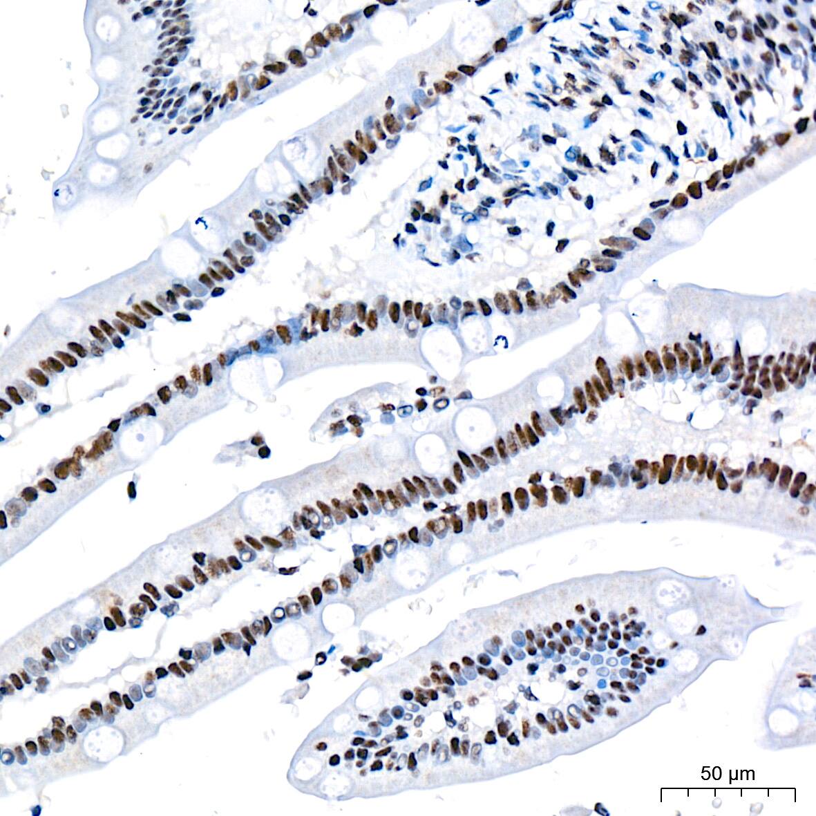 Immunohistochemistry CDC40 Antibody (2I8I7)