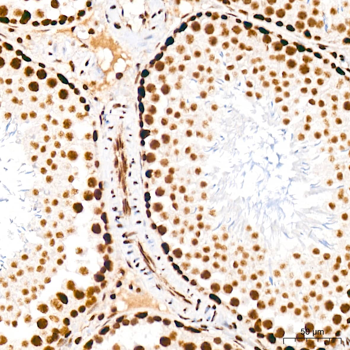 Immunohistochemistry: CDC40 Antibody (2I8I7) [NBP3-15920] - Immunohistochemistry analysis of CDC40 in paraffin-embedded rat testis tissue using CDC40 Rabbit mAb  at a dilution of 1:200 (40x lens). High pressure antigen retrieval was performed with 0.01 M citrate buffer (pH 6.0) prior to IHC staining.