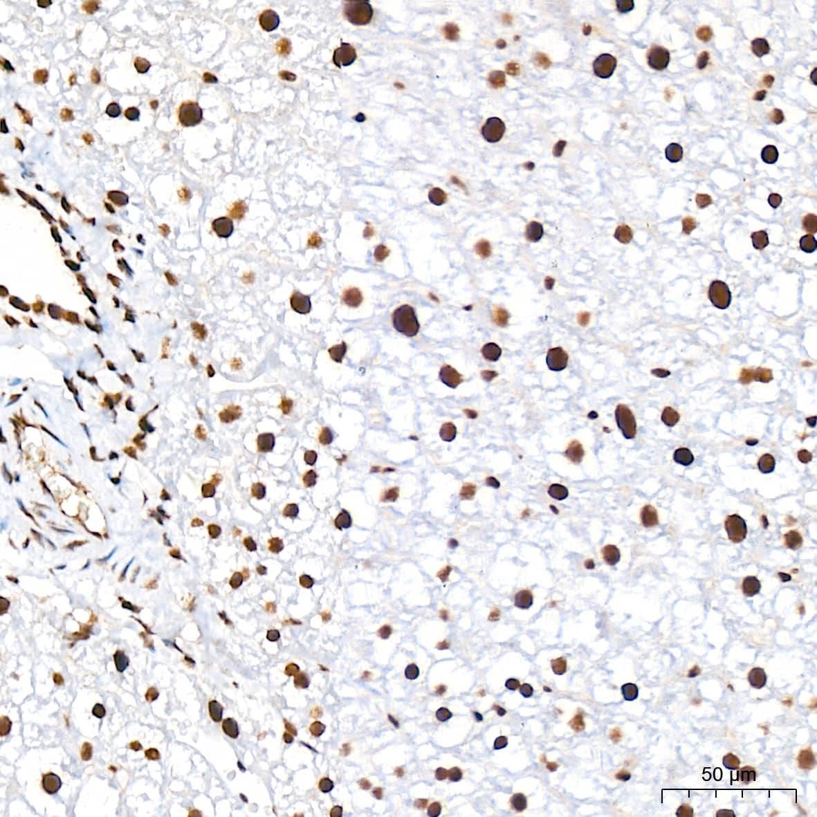 Immunohistochemistry: CDC40 Antibody (2I8I7) [NBP3-15920] - Immunohistochemistry analysis of CDC40 in paraffin-embedded mouse liver tissue using CDC40 Rabbit mAb  at a dilution of 1:200 (40x lens). High pressure antigen retrieval was performed with 0.01 M citrate buffer (pH 6.0) prior to IHC staining.