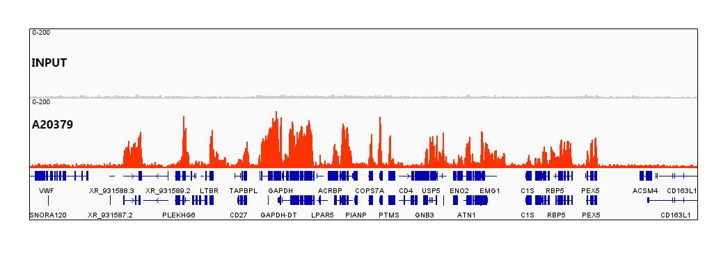 Chromatin Immunoprecipitation: Histone H3 [Trimethyl Lys36] Antibody (7W5T2) [Histone H3] - Chromatin immunoprecipitations were performed with cross-linked chromatin from HeLa cells and H3K36me3 Rabbit mAb . The ChIP sequencing results indicate the enrichment pattern of H3K36me3 in selected genomic region and representative gene loci (GAPDH), as shown in figure.