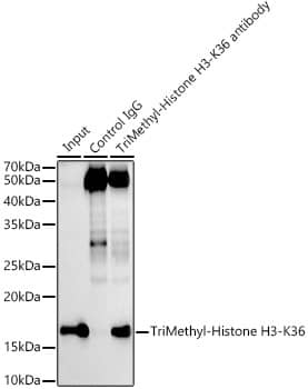 Immunoprecipitation: Histone H3 [Trimethyl Lys36] Antibody (7W5T2) [Histone H3] - Immunoprecipitation analysis of 600 ug extracts of 293F cells using 5 ug Histone H3 antibody . Western blot was performed from the immunoprecipitate using Histone H3 antibody  at a dilution of 1:1000.