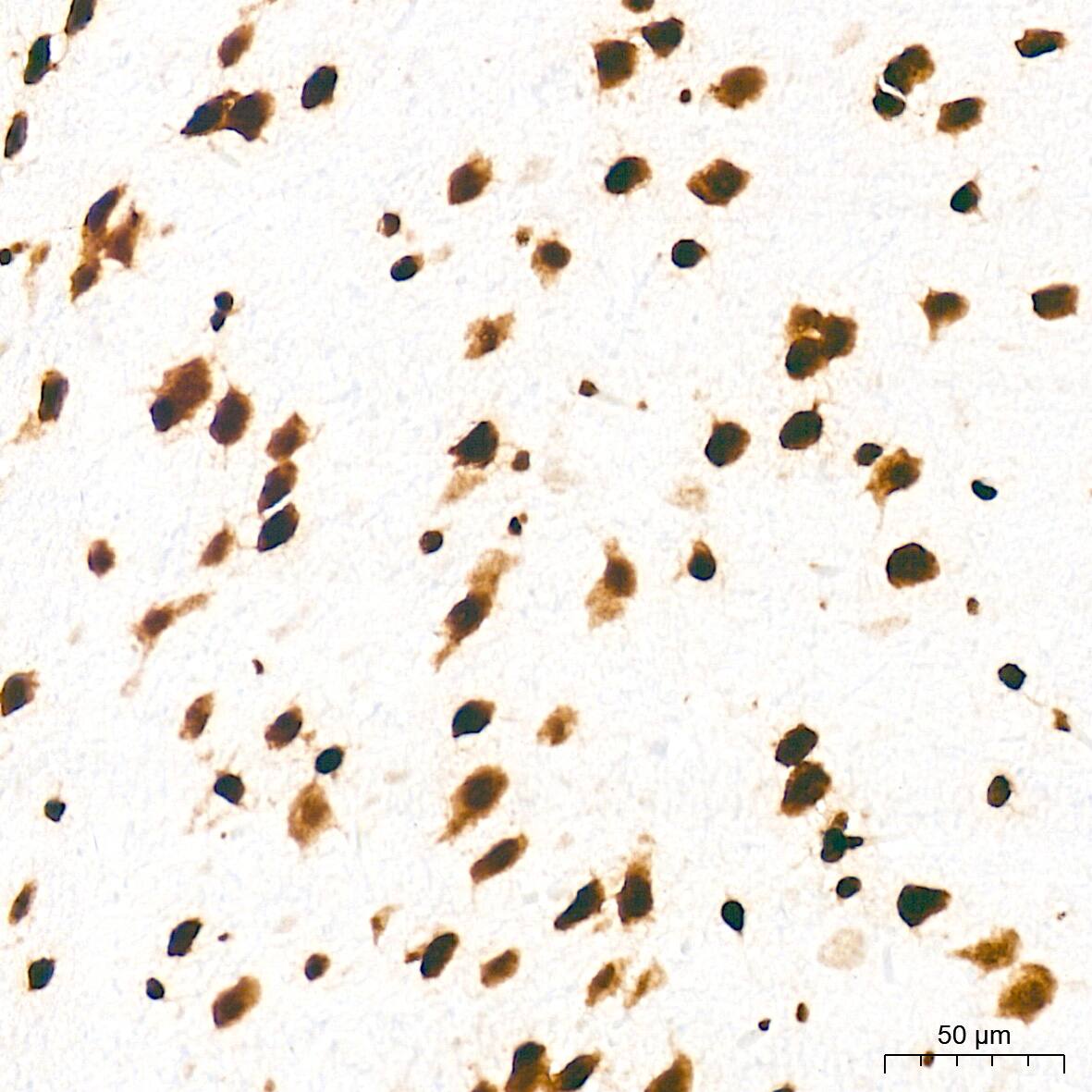 Immunohistochemistry: Histone H3 [ac Lys27] Antibody (2V10N10) [Histone H3] - Immunohistochemistry analysis of paraffin-embedded Rat brain tissue using Histone H3 Rabbit mAb  at a dilution of 1:1000 (40x lens). High pressure antigen retrieval was performed with 0.01 M citrate buffer (pH 6.0) prior to IHC staining.