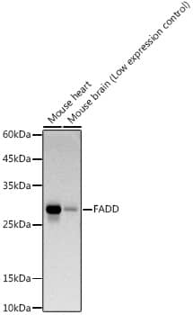 Western Blot: FADD Antibody (10L6M0) [FADD] - Western blot analysis of various lysates using FADD Rabbit mAb  at 1:1000 dilution.Secondary antibody: HRP Goat Anti-Rabbit IgG (H+L)  at 1:10000 dilution.Lysates/proteins: 25ug per lane.Blocking buffer: 3% nonfat dry milk in TBST.Detection: ECL Basic Kit .Exposure time: 90s.