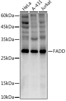 Western Blot: FADD Antibody (10L6M0) [FADD] - Western blot analysis of various lysates using FADD Rabbit mAb  at 1:1000 dilution.Secondary antibody: HRP Goat Anti-Rabbit IgG (H+L)  at 1:10000 dilution.Lysates/proteins: 25ug per lane.Blocking buffer: 3% nonfat dry milk in TBST.Detection: ECL Enhanced Kit .Exposure time: 180s.