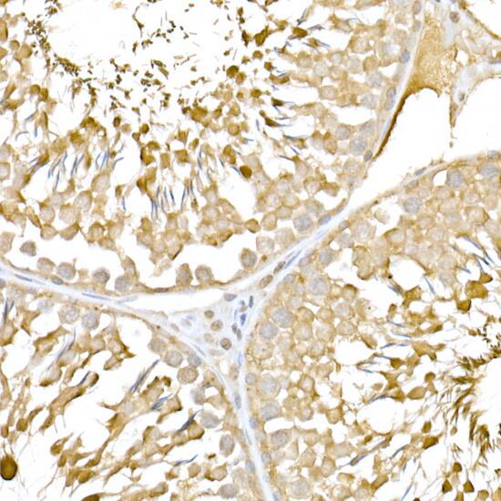 Immunohistochemistry: RNF126 Antibody - Azide and BSA Free [RNF126] - Immunohistochemistry analysis of paraffin-embedded rat testis using RNF126 Rabbit pAb  at dilution of 1:250 (40x lens).Perform high pressure antigen retrieval with 10 mM citrate buffer pH 6.0 before commencing with IHC staining protocol.