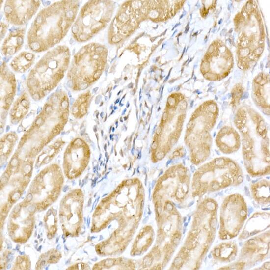 Immunohistochemistry: RNF126 Antibody - Azide and BSA Free [RNF126] - Immunohistochemistry analysis of paraffin-embedded mouse kidney using RNF126 Rabbit pAb  at dilution of 1:250 (40x lens).Perform high pressure antigen retrieval with 10 mM citrate buffer pH 6.0 before commencing with IHC staining protocol.
