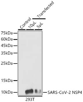 Western Blot: SARS-CoV-2 nsp4 Antibody - Azide and BSA Free [SARS-CoV-2 nsp4] - Western blot analysis of lysates from wild type (WT) and 293T cells transfected with SARS-CoV-2 nsp4 using SARS-CoV-2 nsp4 Rabbit pAb  at 1:1000 dilution. Secondary antibody: HRP-conjugated Goat anti-Rabbit IgG (H+L)  at 1:10000 dilution.Lysates/proteins: 20 ug/10 ug per lane.Blocking buffer: 3% nonfat dry milk in TBST.Detection: ECL Basic Kit .Exposure time: 180s.