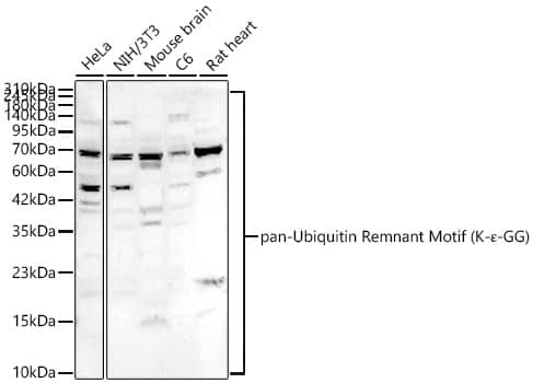 Western Blot: pan-Ubiquitin Remnant Motif Antibody - Azide and BSA Free [pan-Ubiquitin Remnant Motif] - Western blot analysis of various lysates using pan-Ubiquitin Remnant Motif Rabbit pAb  at 1:1000 dilution. Secondary antibody: HRP-conjugated Goat anti-Rabbit IgG (H+L)  at 1:10000 dilution. Lysates / proteins: 25 ug per lane. Blocking buffer: 3 % nonfat dry milk in TBST. Detection: ECL Basic Kit . Exposure time: 60s.